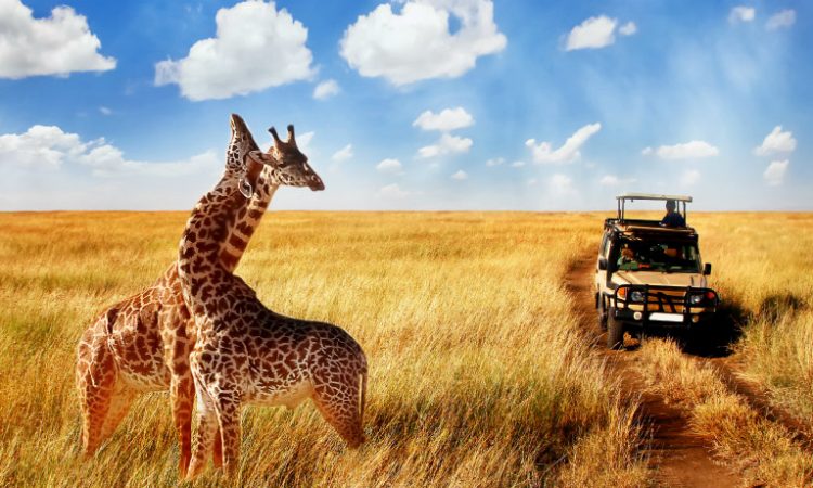 3 Days Ngorongoro & Serengeti