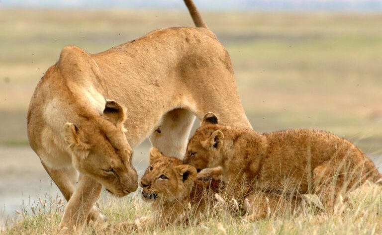 4 DAYS  SAFARI IN:TARANGIRE, SERENGETI & NGORONGORO