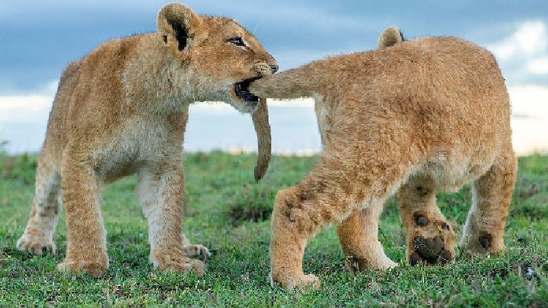 5 Days Tanzania Safari