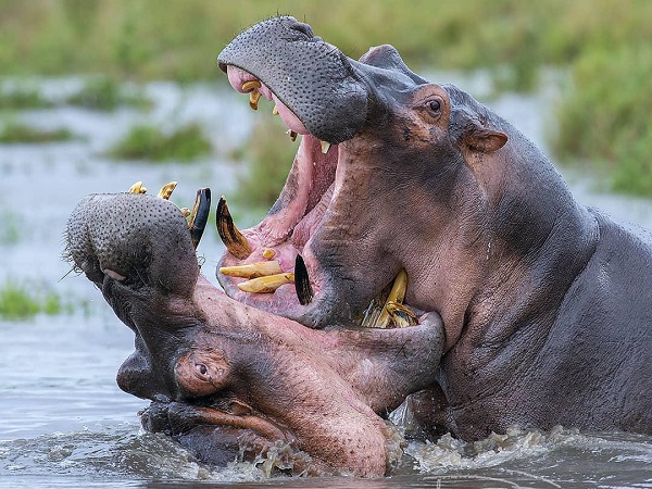 Lake Manyara National Park Day Trip