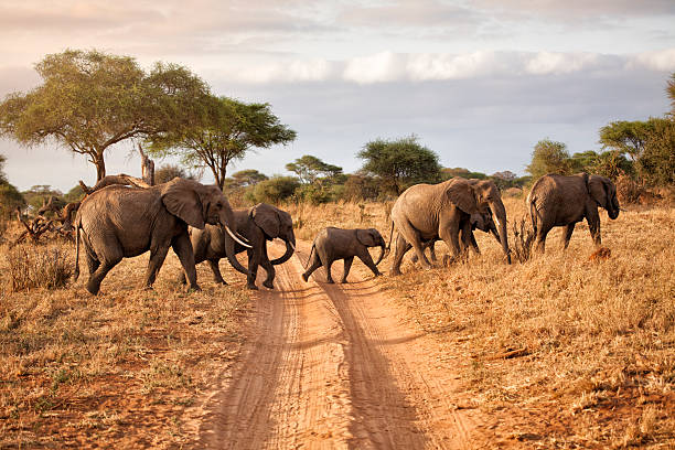 Tarangire National Park Day Trip